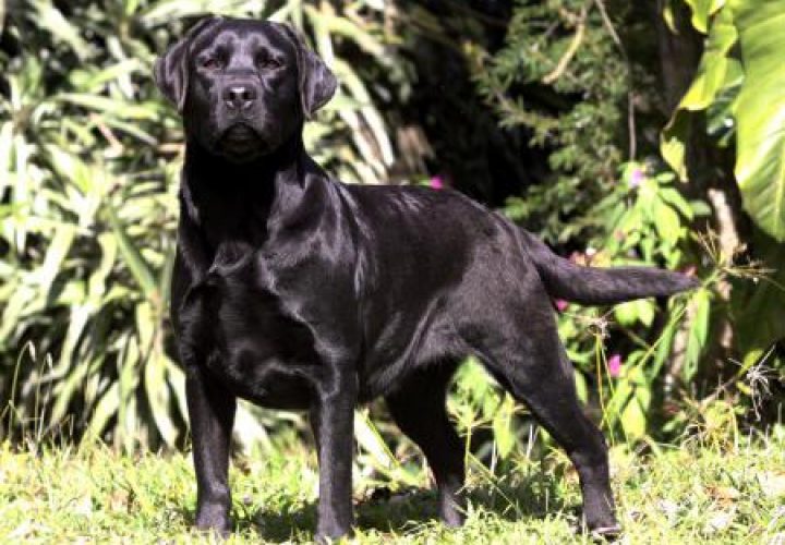 matriz-labrador-malu-gb-19-9386c