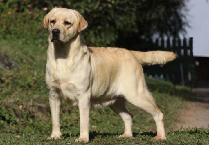 matriz-labrador-taina-gb-22-8fc72