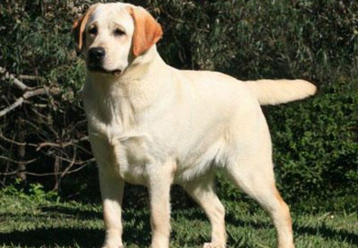 matriz-labrador-whoopi-gb-23-364fe