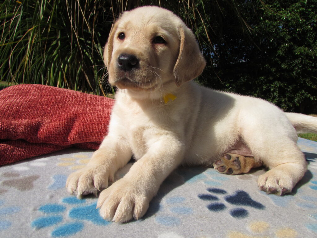 Fêmea Amarela – Aurora – chip 4161