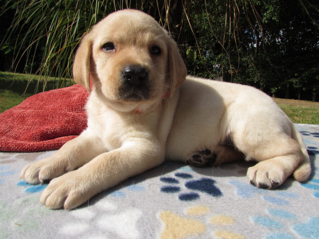 Fêmea Amarela – Alana – chip 4164