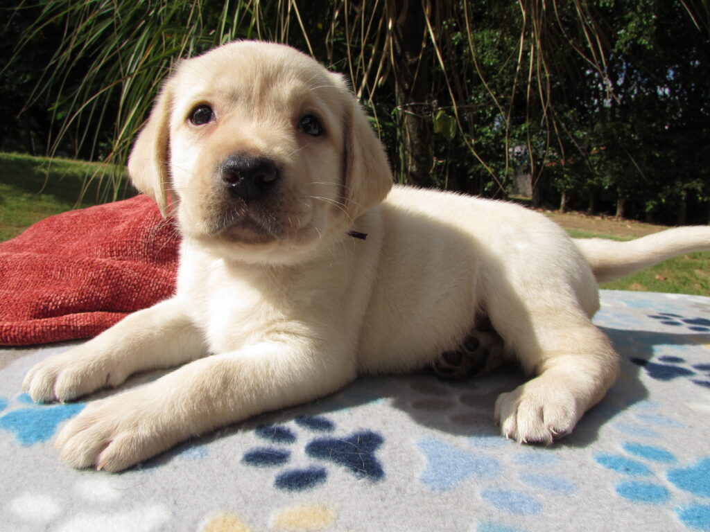 Fêmea Amarela – Agatha – chip 4154